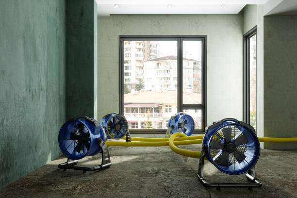 Best Local water damage restoration  in Pilot Mountain, NC